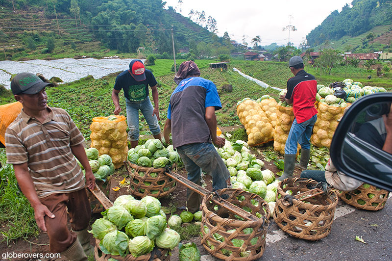 Terraces around Dieng Plateau, Central Java, Indonesia