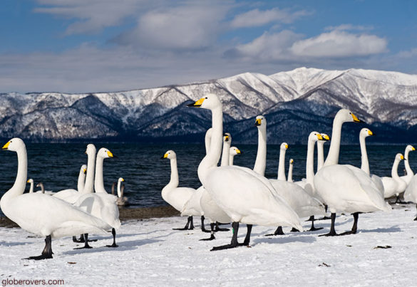 Whooper Swan (Cygnus cygnus), Sunayu, Lake Kussharo, Hokkaido, Japan