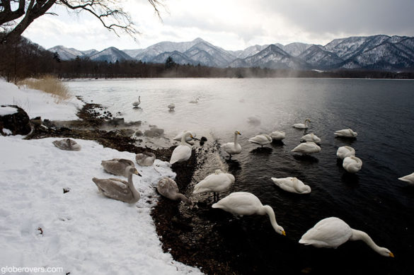 Whooper Swan (Cygnus cygnus), Sunayu, Lake Kussharo, Hokkaido, Japan