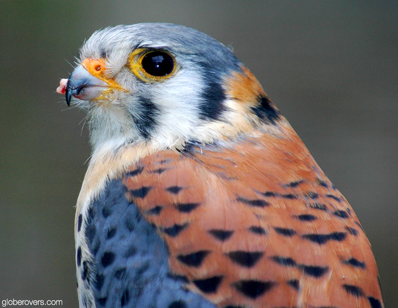 American kestrel