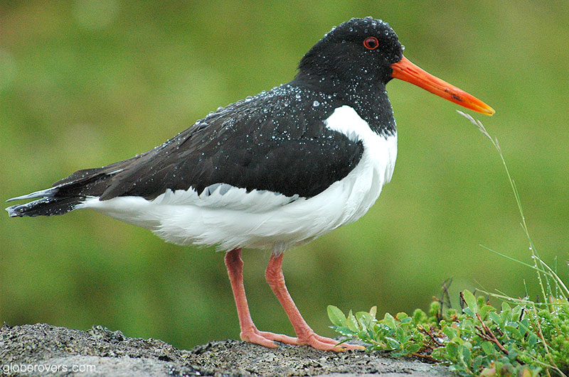 American oyster catcher