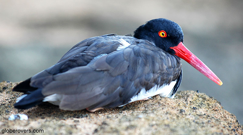 American Oystercatcher, Galapagos Islands, Ecuador