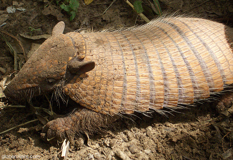 Armadillo