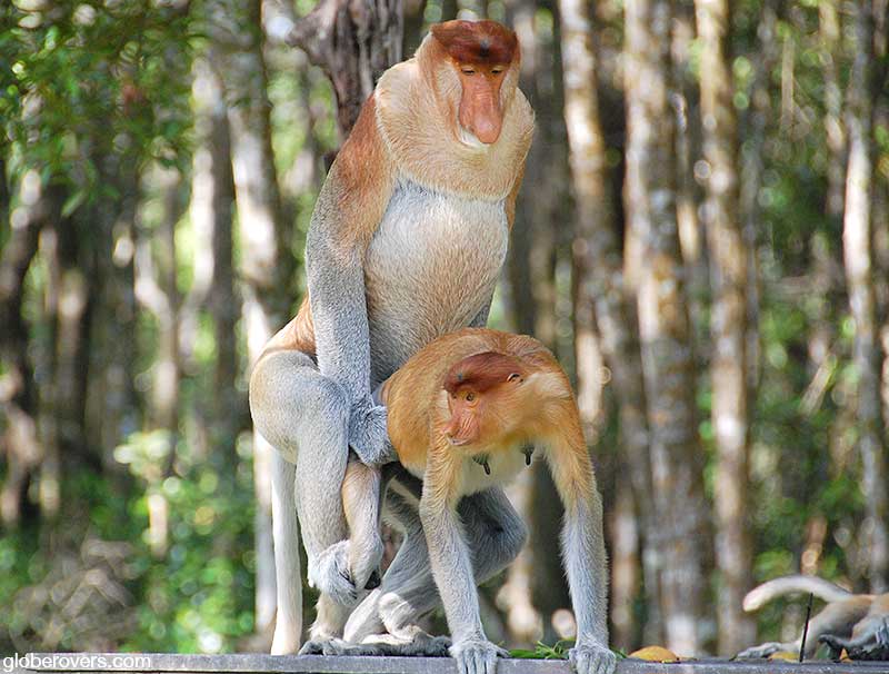 Proboscis monkey (Labuk Bay Proboscis Monkey Sanctuary, Borneo Island)