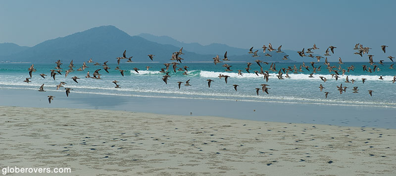 Beach-birds-Myeik-Mergui-Archipelago-Myanmar