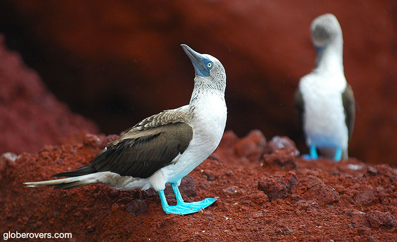 Blue Footed Booby, Galapagos, Ecuador