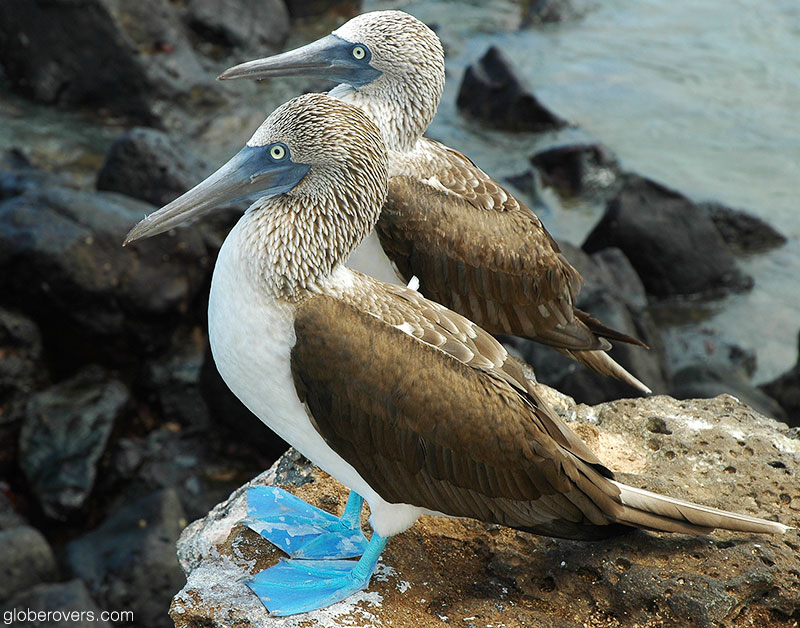Blue-footed boobies