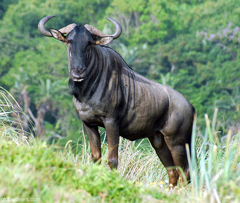 Blue wildebeest