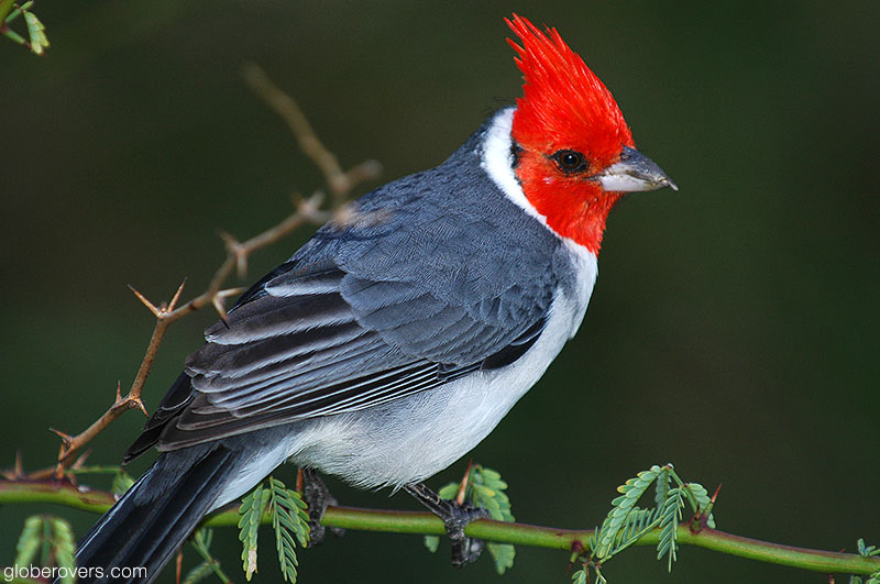 Brazilian cardinal