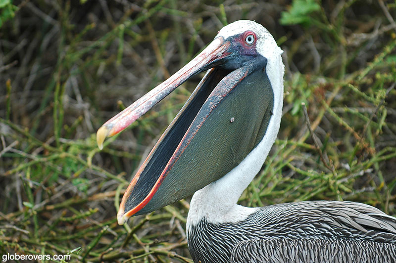 Brown Pelican, Galapagos, Ecuador