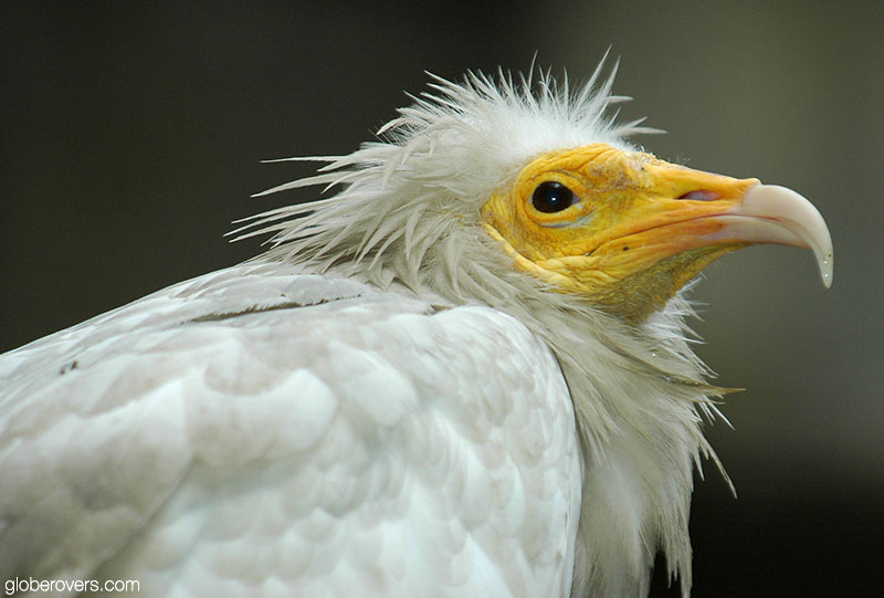 Egyptian vulture
