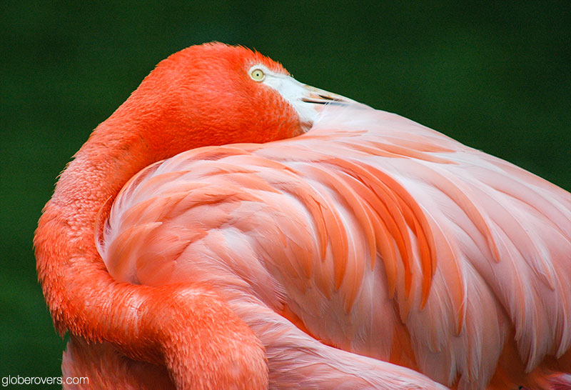 Flamingo