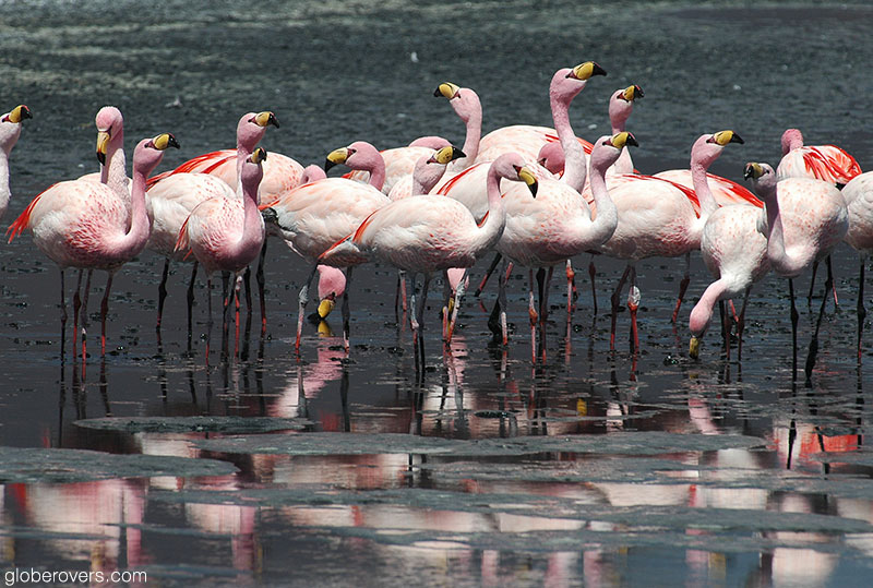 Flamingoes