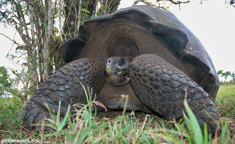 Galapagos Giant Tortoise, Galapagos, Ecuador