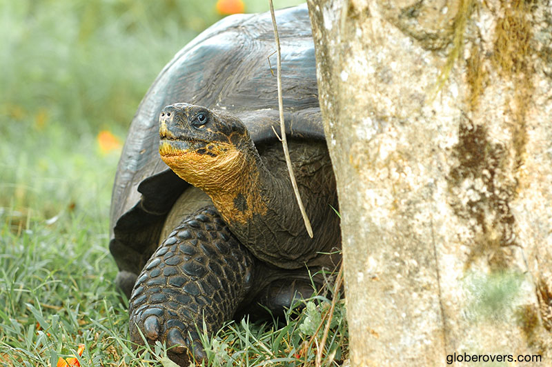Galapagos Giant Tortoise, Galapagos, Ecuador