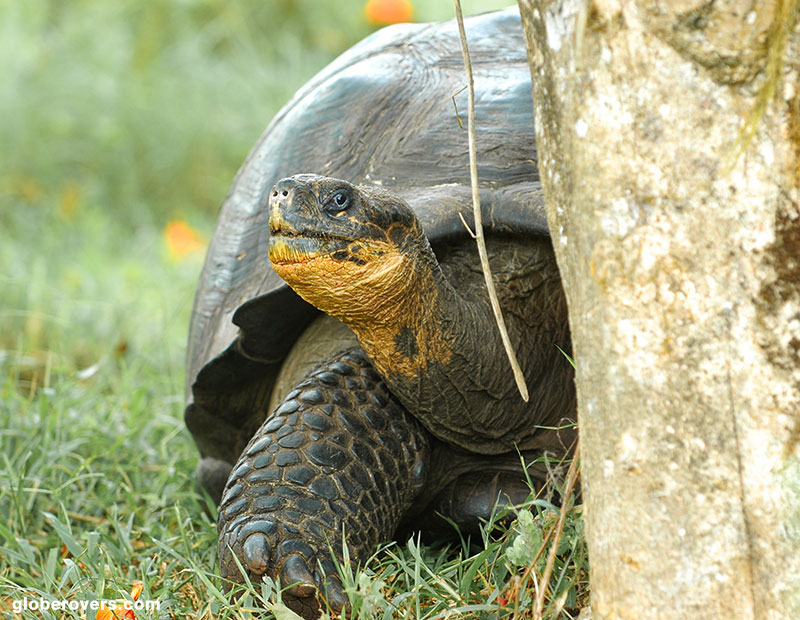 Galapagos giant tortoise