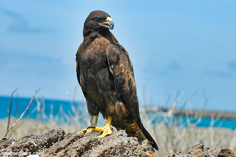 Galapagos Hawk, Galapagos, Ecuador