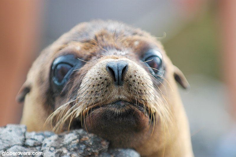 Galapagos Sealion, Galapagos, Ecuador