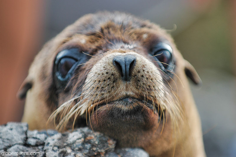 Galapagos sealion pup