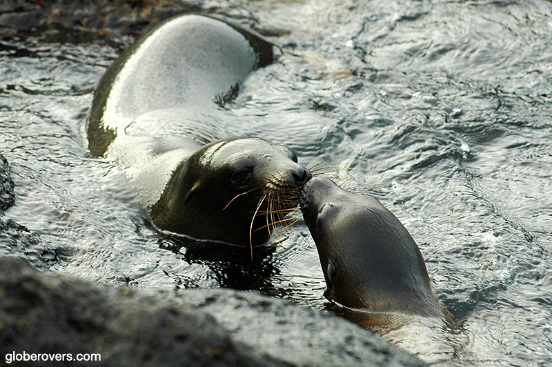 Galapagos fur seal, Galapagos, Ecuador