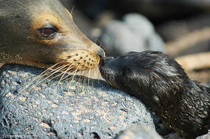 Galapagos fur seals