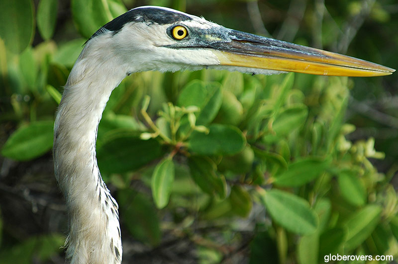 Great Blue Heron, Galapagos, Ecuador