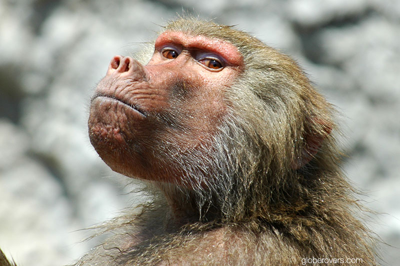 Hamadryas baboon