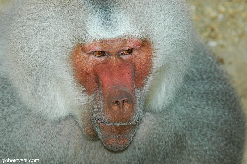 Hamadryas baboon