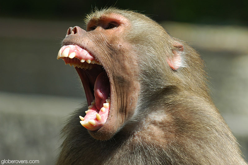 Hamadryas baboon