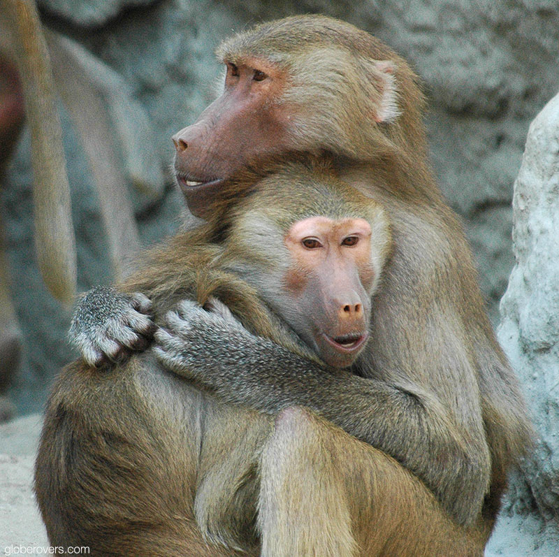 Hamadryas baboon