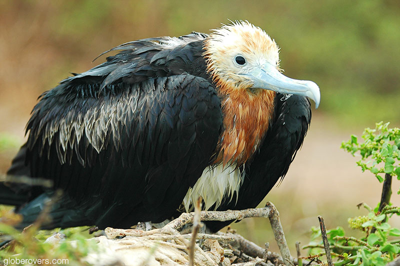 Juvenile magnificent frigatebird