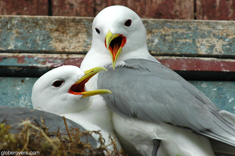Kittiwakes