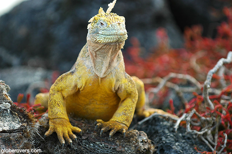 Land Iguana, Galapagos, Ecuador