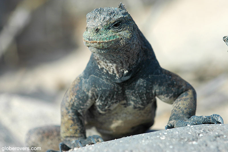 Marine Iguana, Galapagos, Ecuador