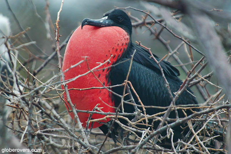 Magnificent Frigatebird, Galapagos Islands, Ecuador