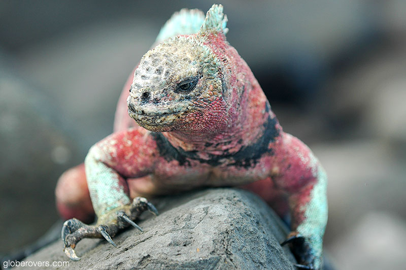 Marine iguana (Galapagos Islands, Ecuador)