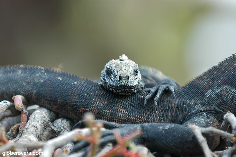 Marine Iguana, Galapagos, Ecuador