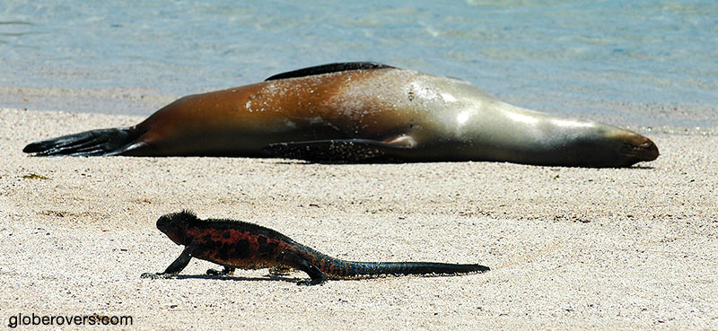 Marine Iguana and Galapagos Sealion, Galapagos, Ecuador