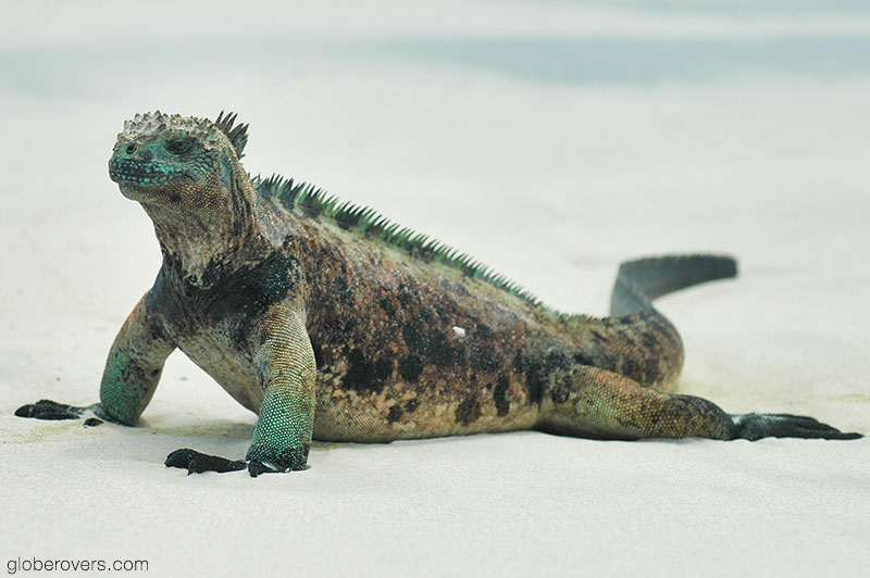 Marine iguana (Galapagos Islands, Ecuador)