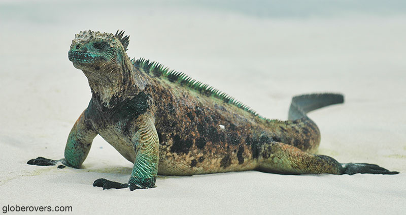 Marine Iguanas, Galapagos, Ecuador