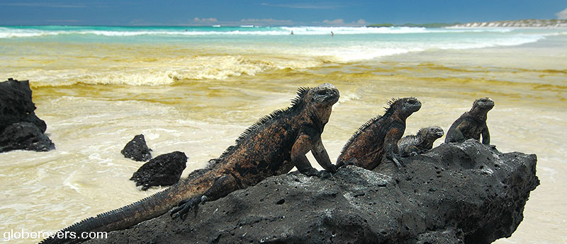 Marine Iguanas, Galapagos Islands, Ecuador
