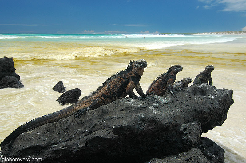 Marine iguanas
