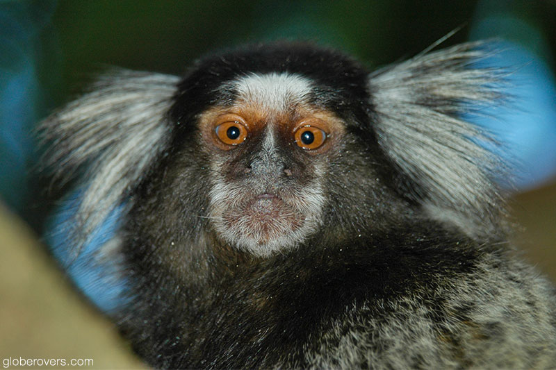 Marmoset monkey