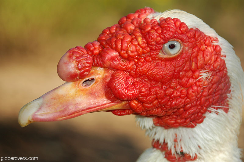 Muscovy duck