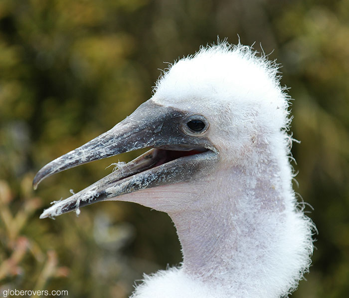 Nazca booby chick