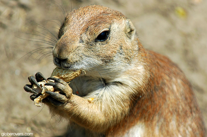 Prairie dog (Budapest Zoo)