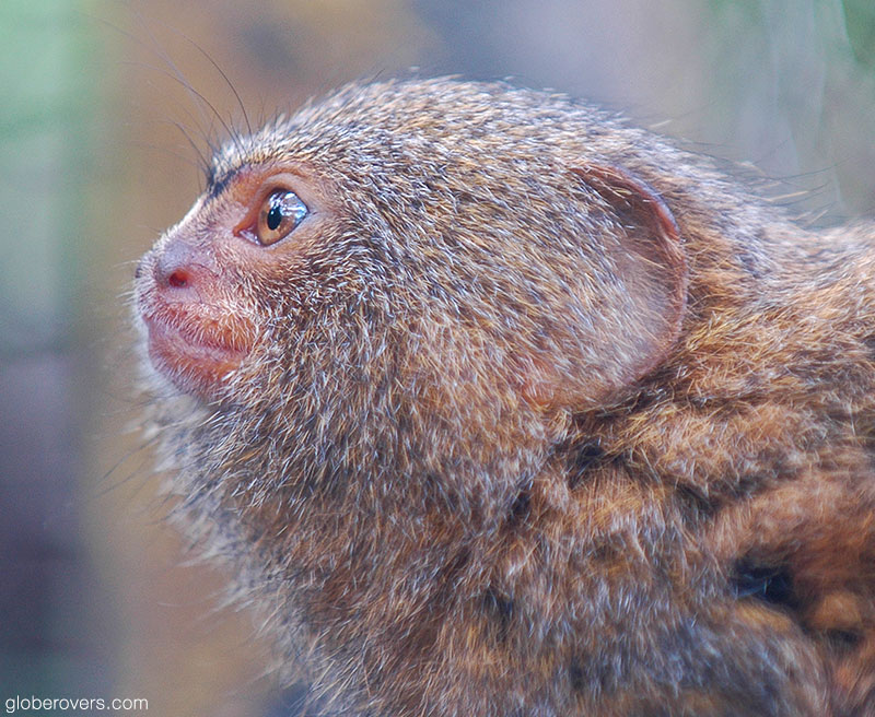 Pygmy marmoset monkey