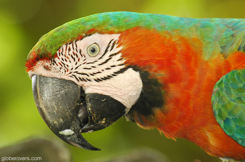 Red and green macaw