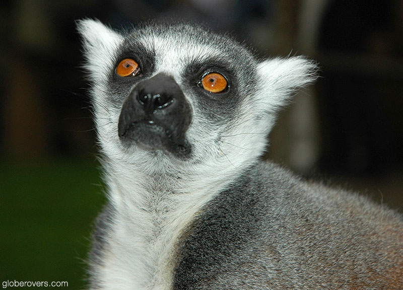 Ring-tailed lemur