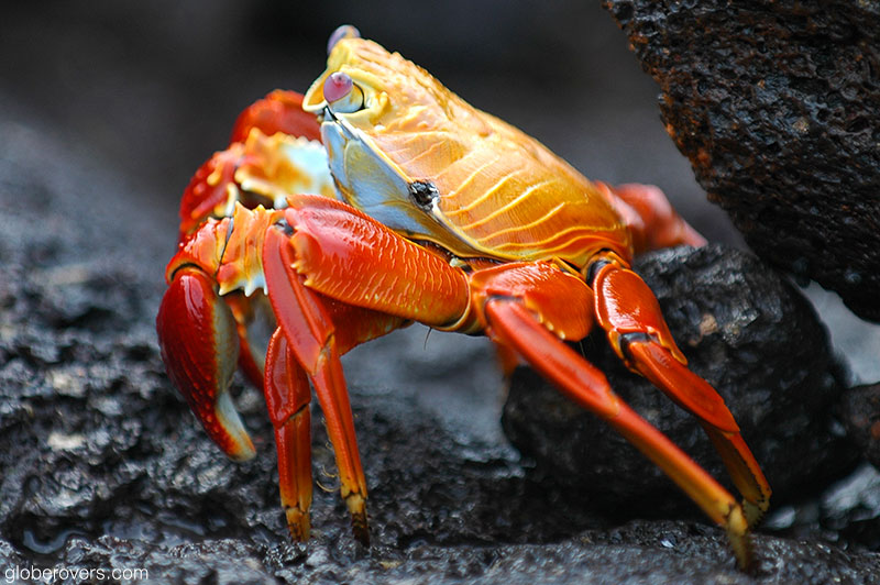 Sally lightfoot crab